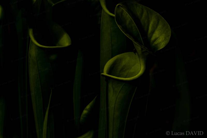 La plante cornet